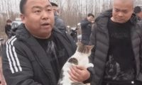 猫咪走失主人苦寻,却在狗市意外相遇,相认时刻笑坏周围人