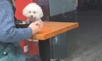 小泰迪见主人不为自己食材吃，站立起来冲着主人作揖，网民：它是狗精
