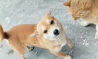 主人在家烤串,小黄狗从外面偷排骨交给主人,狗:给我也烤烤……