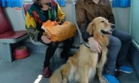 男子带狗坐公交，被司机制止后却殴打对方，医生：很可能高位截瘫