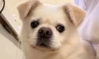 走丢7年的狗狗,再次从救助站领养到它!