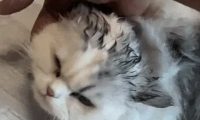救命！狗子把猫舔成“芒果核”冲上热搜