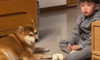 男孩听妈妈说“狗狗年纪大了”，转过头去，随后的举动让人破防