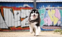 狂犬病毒致死率近百，被感染后怎么办？打疫苗前，建议先做这件事