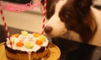 女子免费为狗狗庆生,3只拳师犬带头配合拍照