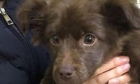 女生喂流浪犬一次就一直心心牵挂着，再碰到它时，这下兴奋坏掉