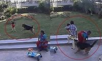 女童遭牧羊犬袭击 哥哥保护妹妹脱险