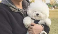 有着一头比熊犬,觉得一个人的世界全是萌萌哒的