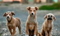 中华田园犬，看家护院是好手，为什么就做不了警犬？