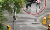 “险象环生”西安一女童遭流浪野狗追赶被五旬保安迅速抱起逃离!