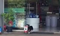 宠物店偶遇小柯基,叼起狗粮就跑了