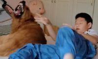 儿子放暑假总烦金毛,狗气得好想咬他!