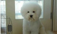 比熊咬伤人了怎么处理 | 贪吃比熊犬咬伤邻居 狗狗伤人后的正确处理