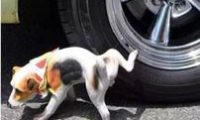 小狗在车的轮胎上撒尿