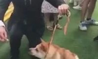 狗狗得侏儒症造成没颈部,发生在宠物展,点爆全部当场!