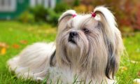 西施犬在睡梦中离去，留下的“遗物”，让主人泣不成声