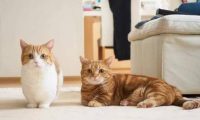 宠物猫狗并不都像表面上那么荣华,我们不知道它们的悲哀