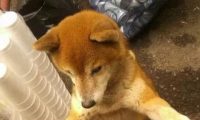 17岁柴犬痴呆走不动路,睡醒见不到主人,狗狗居然伤心到哽咽流泪