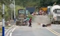 恶犬拖咬男子，伤者家属：狗主人已找到，伤口有感染风险