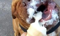 主人给狗狗喂冰淇淋吃,它闭着眼睛张大了嘴巴享用:人世美味!