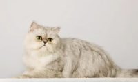 俄罗斯网友晒自家猫猫，却因体型巨大，被误认为是一只狗
