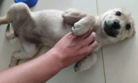 流浪犬宁可跳入水中也不肯信赖男孩儿，再度相逢，见到狗狗样子心痛