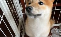 柴犬想出去玩，結果被主人家说得心神不安，哪都不去了