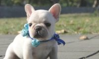 斗牛犬只要感到饿就会用这一招明示麻麻,笑翻网友:快给它加餐啦