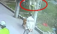 高空坠猫砸中路过老人，金毛犬拦截涉事猫竟成亮点