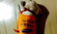 学渣导盲犬苦学一年被淘汰，知道它有这“毛病”后，网友：该！