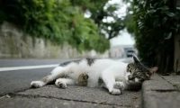 街上遇到流浪恶猫，两个巧合让铲屎官认定流浪猫是已故贵宾犬转世