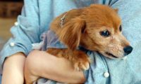 流浪老犬上门乞讨，面对食物不敢接受：我真的可以吃吗？