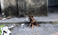 小狗被拴在废墟里,接连3天饿肚子