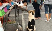 集市上的怀孕流浪狗,大着肚子四处觅食,获救后好心人带它去绝育