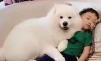 狗狗睡了小主人的位置，下一秒宝宝的表现，让妈妈笑得前俯后仰