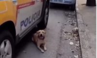 主人被抓,狗狗守着警车不肯走