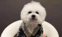 618首秀打破天猫历史纪录五只卡通比熊犬的惊人能量