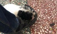 小流浪狗饿得眼馋直抱大腿，男子心软带回家，悉心照料后萌翻众人
