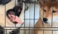 阿拉斯加在笼子里闹腾，柴犬一个举动让它瞬间老实，这是只狠狗！