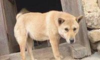 土狗伤痕累累跑回家，却還是被主人赶走…狗狗的反映令人心痛