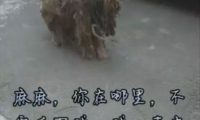 狗狗1年前被主人遗弃,狗狗却用实际行动证明余生都是你!
