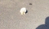 一阵大风吹过来，狗狗被吹倒还在地上连翻好几个滚，心疼又好笑！