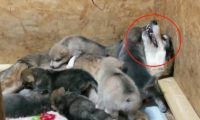 二哈怀了狼犬的宝宝，看着孩子有点不相信，跟它爸一样丑