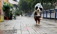 女子去狗咖找不到地方，老板派“店员”来接她