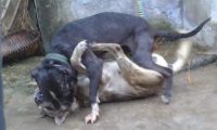 比特犬下乡爆打乡下狗,遭遇几十兄弟围堵复仇,媲美欧美大片