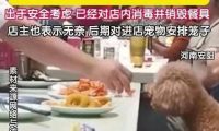 顾客带宠物狗上座吃饭，老板无奈将餐具销毁