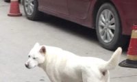 流浪小白狗一下摔了个狗啃泥,这行为女子看的尴尬症都犯了……