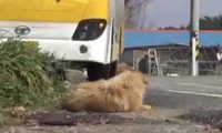 狗狗每天都跑去公交站台,刮风下雨也不例外,原因让人感动
