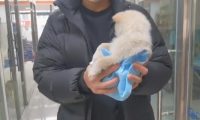 仅2个月大的小奶狗,不知道为什么竟被丢在楼梯道里