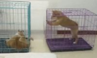 柴犬总喜欢玩金毛的小尾巴，主人无可奈何将他们分离，接下去一幕会亮！